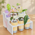 White three-tier plant display stand holding eight pastel self-watering pots with young variegated Alocasia plants. Semi-clear reservoirs extend below the shelves, and a pink leaf logo decorates the side panel. Photographed on a wooden surface.