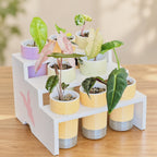 White three-tier plant display stand holding eight pastel self-watering pots with young variegated Alocasia plants. Semi-clear reservoirs extend below the shelves, and a pink leaf logo decorates the side panel. Photographed on a wooden surface.