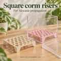 Beige square honeycomb corm riser beside a pink riser inside a clear acrylic cube with its removable lid.