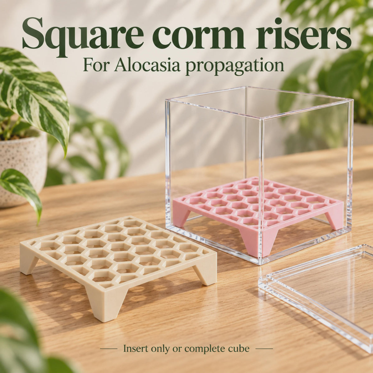 Beige square honeycomb corm riser beside a pink riser inside a clear acrylic cube with its removable lid.