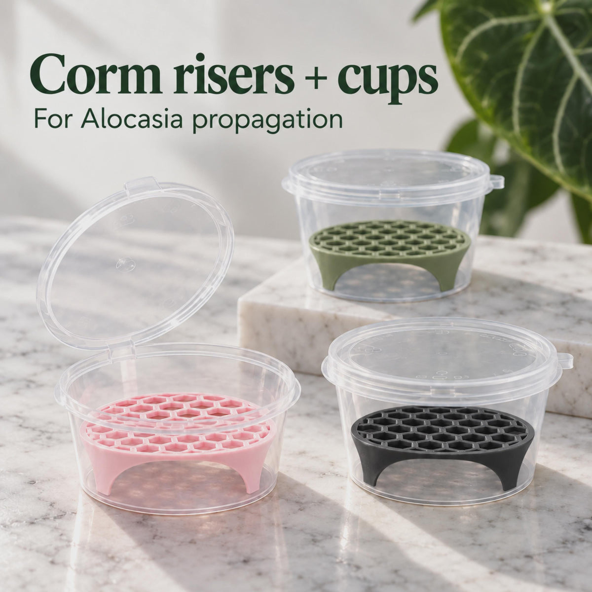 Pink, matte black and dark green corm risers in clear lidded propagation cups on white marble.