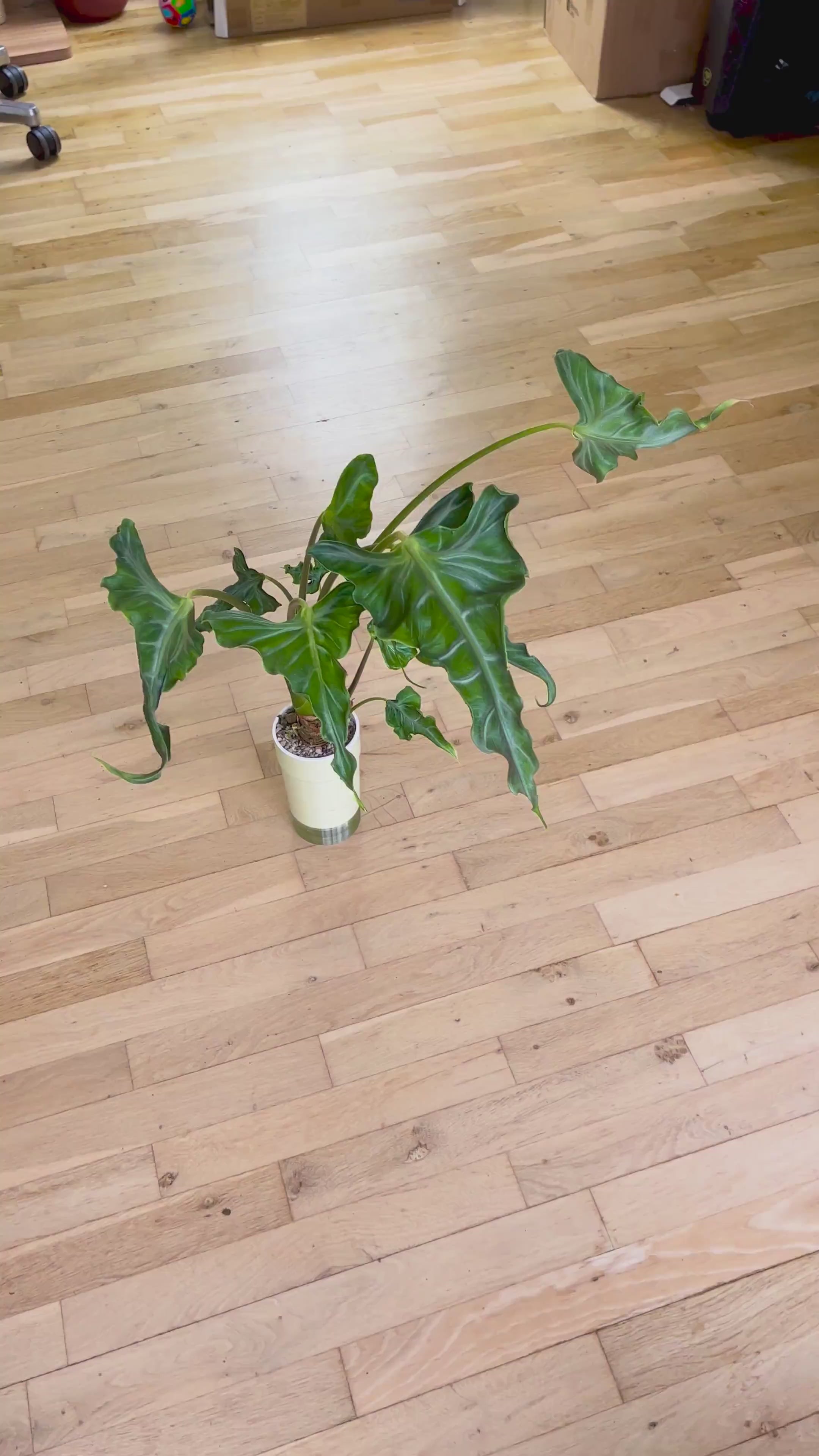 Fresh Alocasia Corms - No Variegation - 3 days EU Shipping