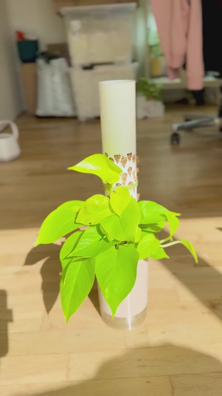 Modular Moss Pole with Drip Cup for Climbing Plants - Self-Watering Plant Support