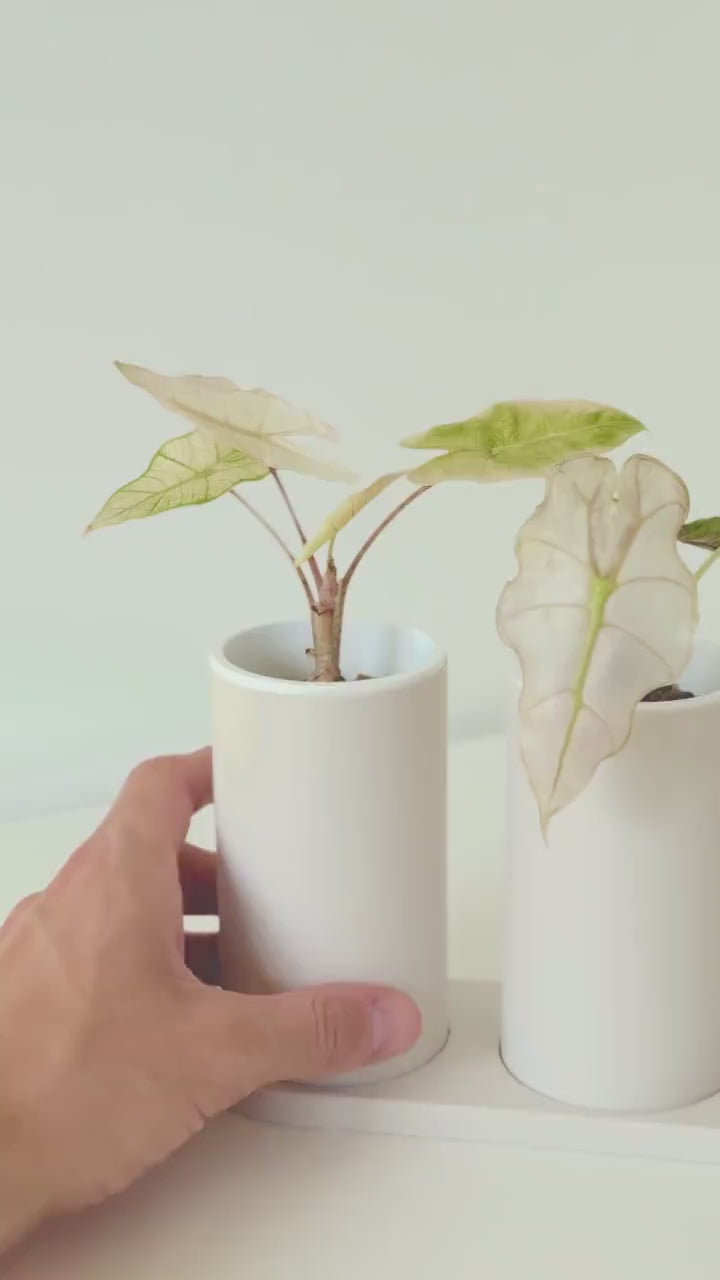 Japandi Self Watering Planter Set • Minimalist 3D Printable Pots (Digital Download)