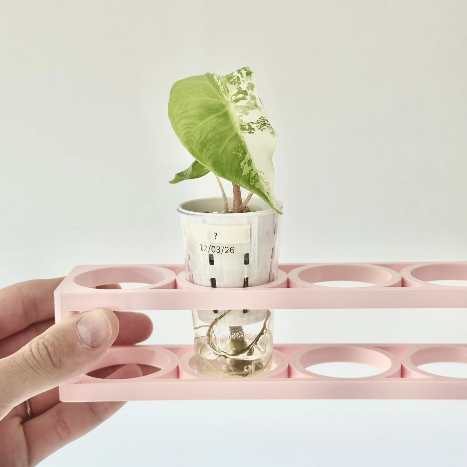 Compact Germination Organizer Tray