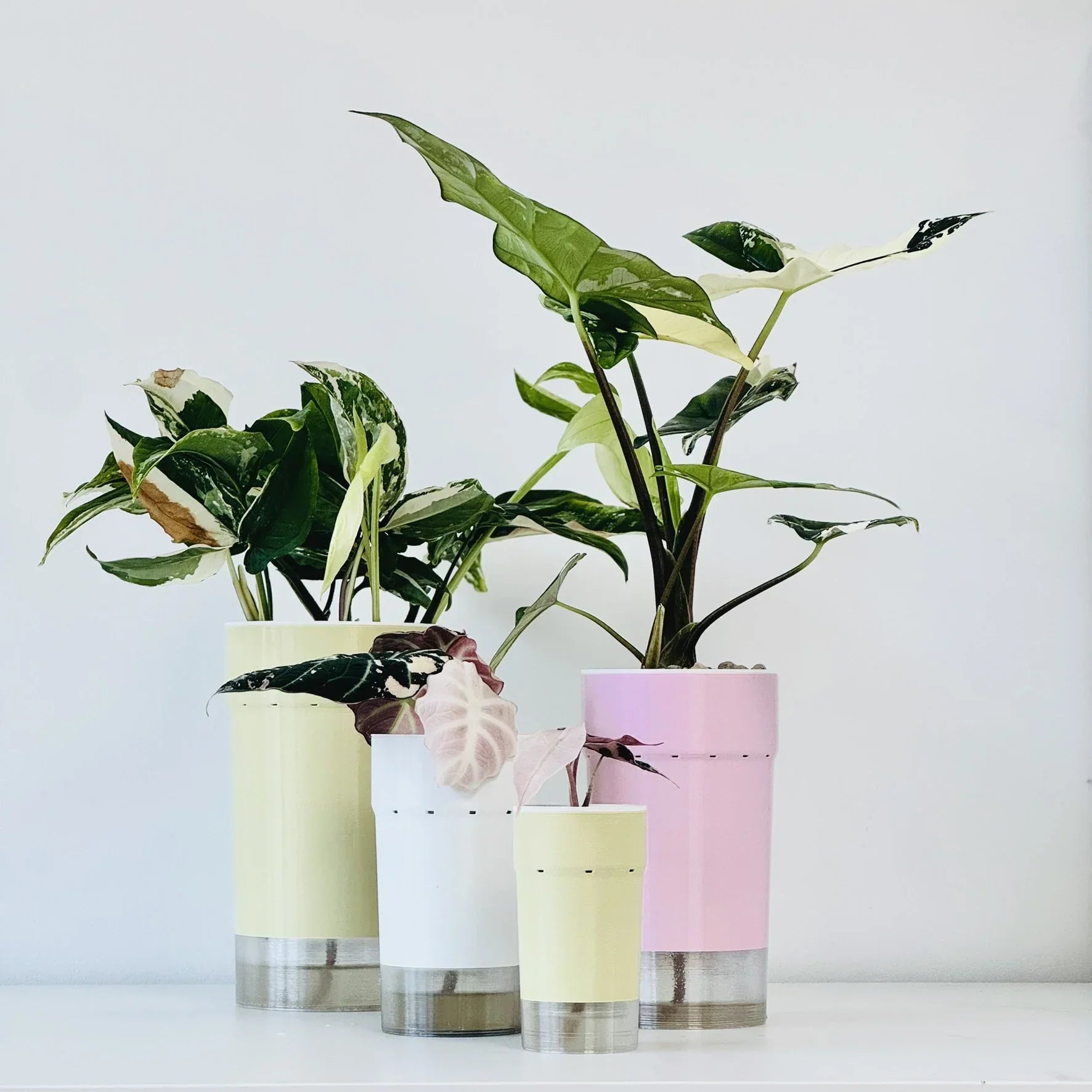 Variegated Alocasia and Philodendron houseplants in modern pastel self-watering 3D printed pots